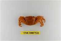 藏品(白紋方蟹)的圖片